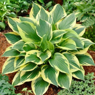 Hosta 'Anne' - Paquete grande! - 10 unidades