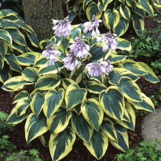 Funkia, Hosta 'Wide Brim' - 1 st