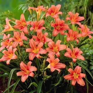 Daylily 'Pink Damask'