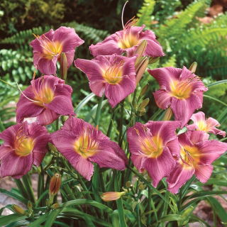 Taglilie 'Prairie Blue Eyes'