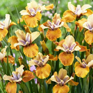 Iris sibirica 'Colonel Mustard'
