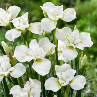 Iris sibirica 'Dreaming Green'