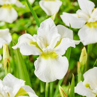 Lirio de Siberia 'Ester CDM' - Paquete grande! - 10 unidades