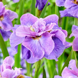 Iris sibirica 'Having Fun'
