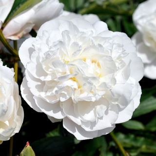 Pfingstrose, Päonie, Paeonia - 'Snow Supreme' - Setzling