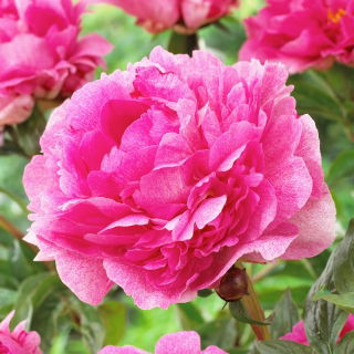 Peony, Paeonia - 'The Fawn' - Seedlings - Giga Pack! - 50 pcs.