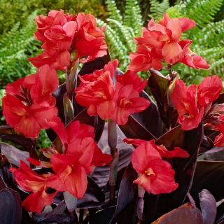 Bloemriet, Canna 'Red Futurity' - 1 wortelstok