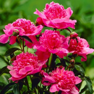 Peony, Paeonia - 'Barbara' - Seedlings - Large Pack! - 10 pcs.