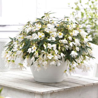 Begonia Bertinii boliviensis ‘Santa Barbara’ - Giga csomag! - 50 db.