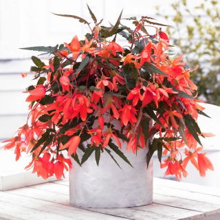 Begonia boliviensis Bertini „Santa Cruz”