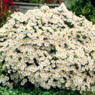 Herfstaster 'Apollo' - 1 plant