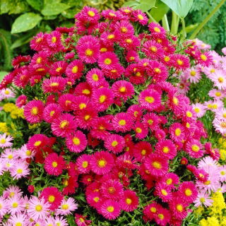 Aster 'Jenny' - Large Pack! - 10 pcs.