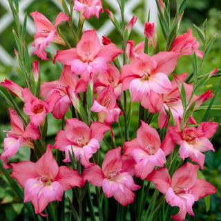 Gladiolus 'Charming Beauty' - Large Pack! - 50 pcs.