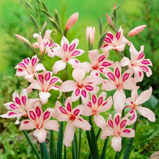 Gladiole „Impressive” - 5 unități