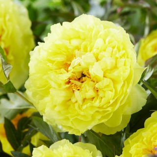 Pfingstrose, Päonie, Paeonia - 'Bartzella' - Setzlinge - Großpackung! - 10 Stk.