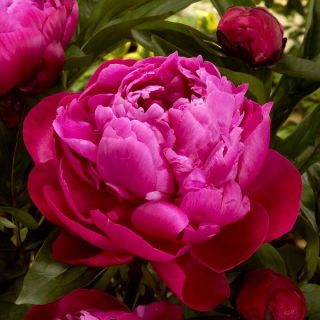 Pfingstrose, Päonie, Paeonia - 'Red Sarah Bernhardt' - Setzling