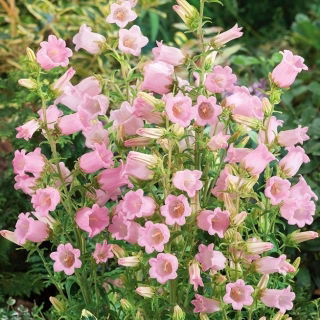 Harangvirág - rózsaszín - Campanula medium - Romantikus, hosszan tartó virágok a kerti bájhoz - Friss vetőmagok