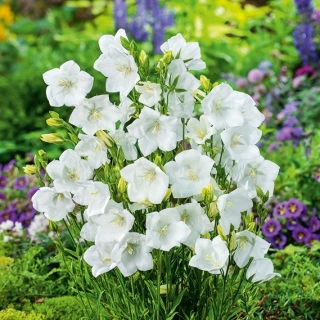 Clopoțel cu frunze de piersic - alb - Campanula persicifolia - Flori repetate, ideale pentru Sunny Borders - Semințe proaspete