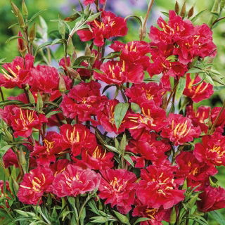 Mandelröschen - Rot - Clarkia elegans - Auffällige Blüten, perfekte Garten-Dekoration - Samen