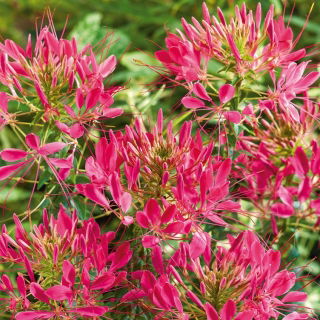 Spider Flower - Cherry Queen - Cleome hassleriana - Towering, Fragrant Dark Pink Blossoms - Fresh Seeds