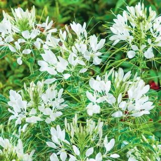 Paradisblomster - White Queen - Cleome hassleriana - Dramatiska blommor, ett trädgårdsutropstecken - Färska frön