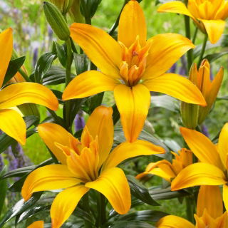 Lily 'Gold Twin' - Double Flowered - Large Pack! - 10 pcs.