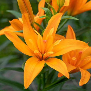 Lily 'Scoubidou' - Double Flowered - Giga Pack! - 50 pcs.