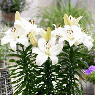 Dwarf Lily 'Gwen'