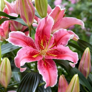 Giglio, Lilium „Aspiration” - orientale, profumato - Confezione grande - 10 unità