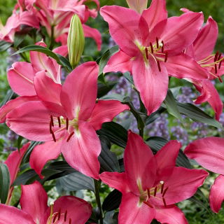 Lily 'Meridon' - Oriental, Fragrant