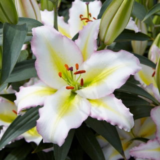 Lirio 'Primrose Hill' - oriental, fragante - Paquete grande! - 10 unidades