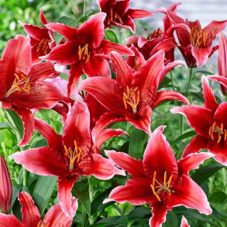 Lily 'Red Flash' - Oriental, Fragrant