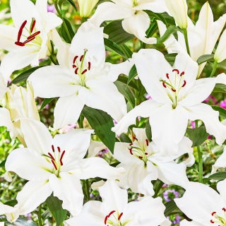 Lily 'Snowy Mountain' - Oriental, Fragrant