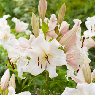 Giglio, Lilium „Villa Blanca”