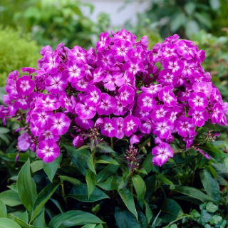 Phlox (Phlox) - 'Uspech' - Giga Pack! - 50 pcs.