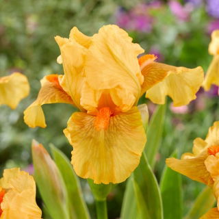 Giaggiolo, Iris germanica „All Right”
