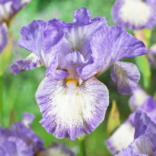 Iris 'Frothingslosh' - Large Pack! - 10 pcs.