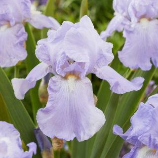 Saksankurjenmiekka 'Blue Sapphire' - 1 kpl
