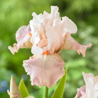 Baardiris 'Frappe' - mega pakket - 50 planten
