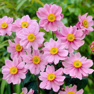 Herfstanemoon (Anemone hybrida) 'Serenade' - 1 plant