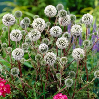 Great Globe Thistle (Echinops sphaerocephalus) 'Arctic Glow' - White - Giga Pack! - 50 pcs.