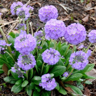 Primula (Primula denticulata) - blu - piantine - Confezione grande - 10 unità