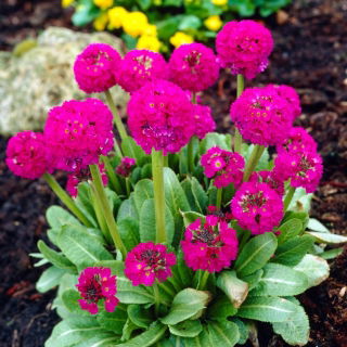 Hambulislehine priimula - roosa - taim - 1 tk