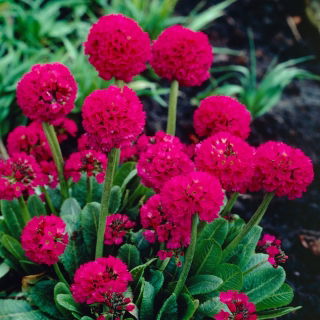 Prvosenka zoubkatá (Primula denticulata) - červená - sazenice