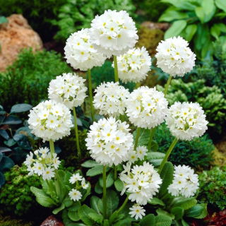 Primula denticulata, Prímula - blanco - plántula