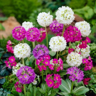 Primula denticulata, Drumstick Primula - Mix - Seedlings - Giga Pack! - 50 pcs.