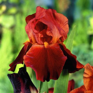 Iris 'Sultan's Palace'
