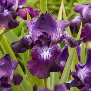 Giaggiolo, Iris germanica „Winner's Circle”