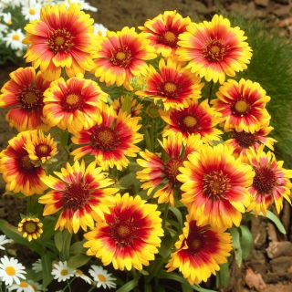 Gaillardia, Kokardenblume 'Kobold' - Setzlinge - Großpackung! - 10 Stk.