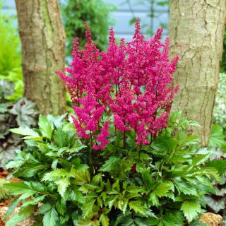 Astilbe „Elisabeth van Veen” - porpora-rosa